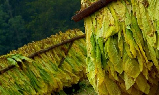 Misiones anunció el pago tabacalero por más de $4.360 millones para 3.145 productores