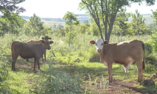 El sector lechero brasileño se movilizará para que dejen de importar leche de Argentina