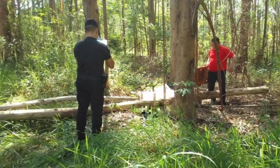 Wanda: murió aplastado por las ramas del árbol que estaba cortando