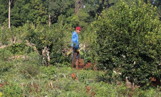 Yerbateros en disconformidad con la apertura de la importación que ordenó Milei