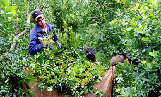 Efecto desregulación en la yerba mate: exportaciones por el cielo y precios por el suelo