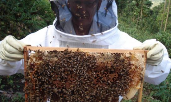 25 de Mayo se viste de miel: llega la XI Fiesta Provincial de la Apicultura